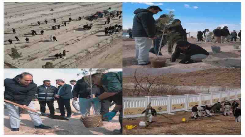 کاشت نهال در مجتمع‌های شرکت ملی صنایع مس ایران